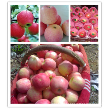 2015 Fresh Qinguan Apple de Shandong Boren